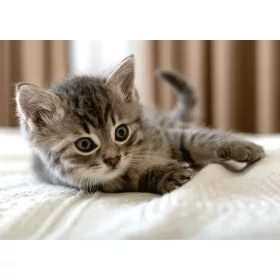 Cicás Bed polár takaró 100x140cm