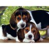 Kutyás Beagles Close Together 500 db-os puzzle Clementoni