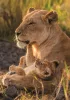 Oroszlán Feline Love 500 db-os Compact puzzle Clementoni